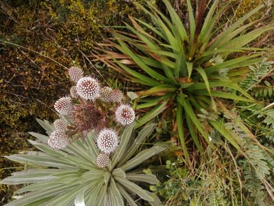 Eryngium humboldtii, photographed by GERMAN LEONEL SARMIENTO CRUZ