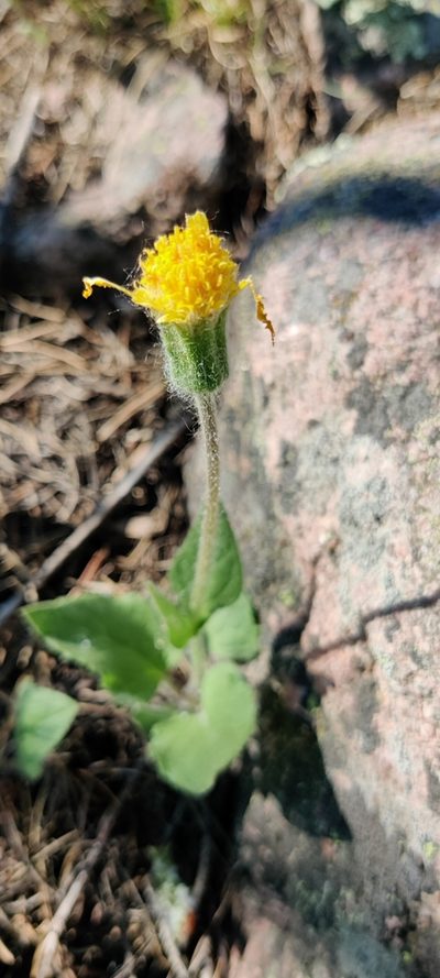 Arnica parryi, photographed by Jes Gray