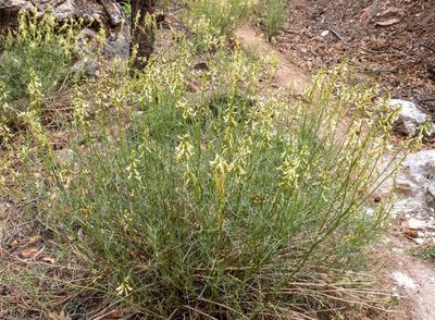 Astragalus lonchocarpus, photographed by Bob Walker