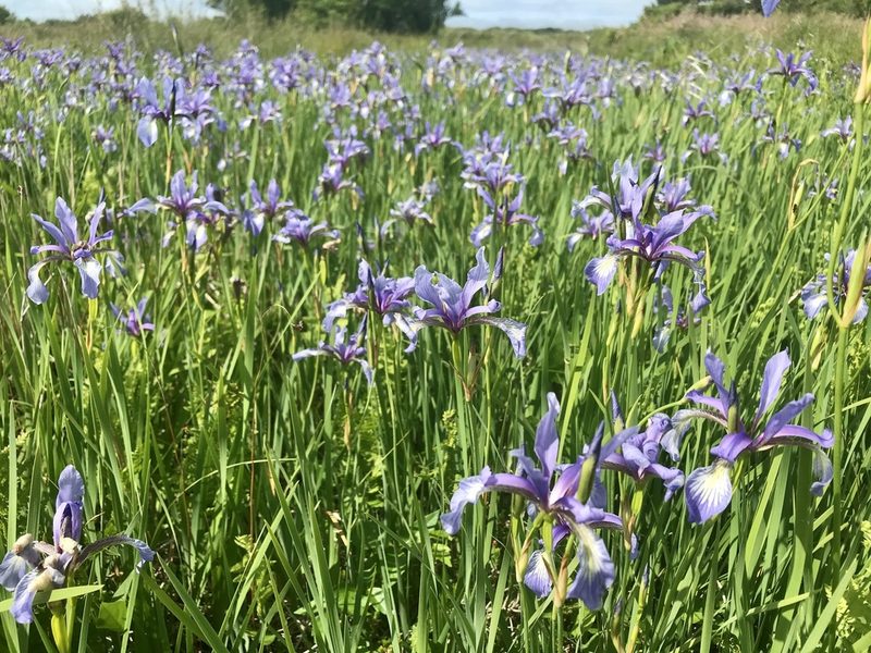 Iris prismatica, photographed by Chase Mathey