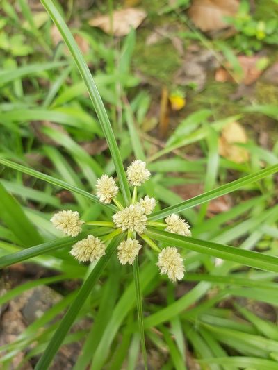 Cyperus luzulae, photographed by Jon Jorgensen