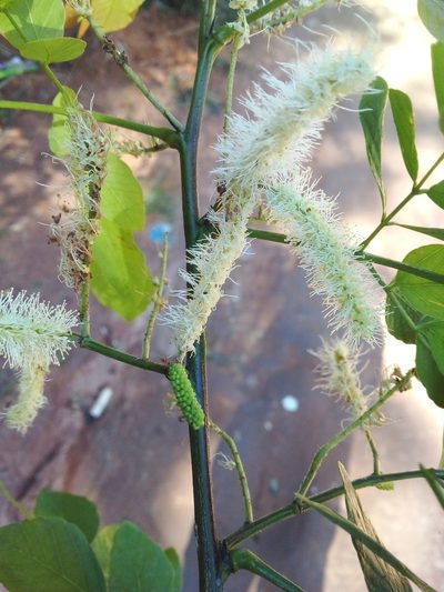 Mimosa caesalpiniifolia, photographed by Victor Farjalla Pontes