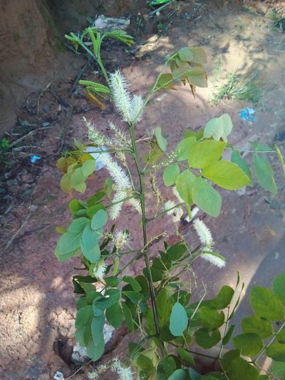 Mimosa caesalpiniifolia, photographed by Victor Farjalla Pontes