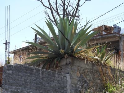 Agave salmiana, photographed by Oscar Alejandro Morales Juárez