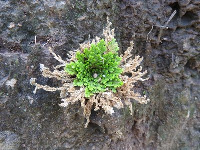 Selaginella pallescens, photographed by Oscar Alejandro Morales Juárez