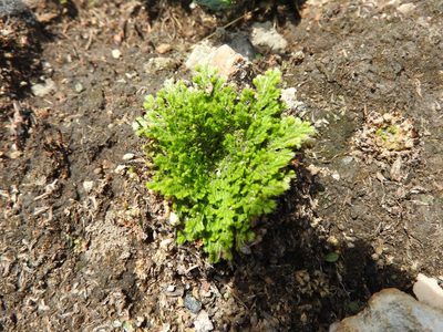 Selaginella pallescens, photographed by Oscar Alejandro Morales Juárez