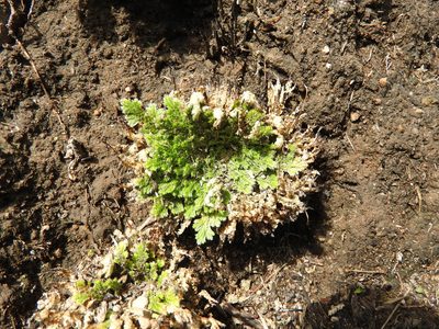 Selaginella pallescens, photographed by Oscar Alejandro Morales Juárez