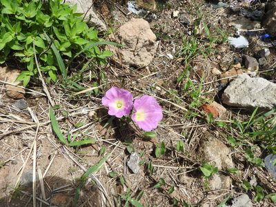Ipomoea hartwegii, photographed by Oscar Alejandro Morales Juárez