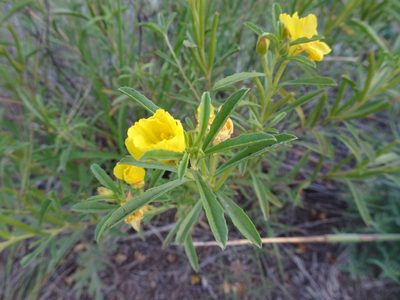 Oenothera serrulata, photographed by Thomas Koffel