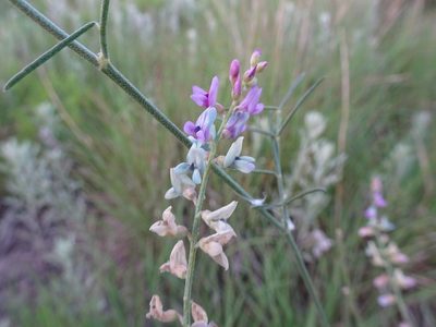 Astragalus gracilis, photographed by Thomas Koffel