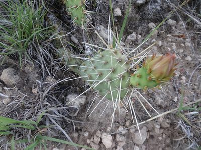 Opuntia cymochila, photographed by Thomas Koffel