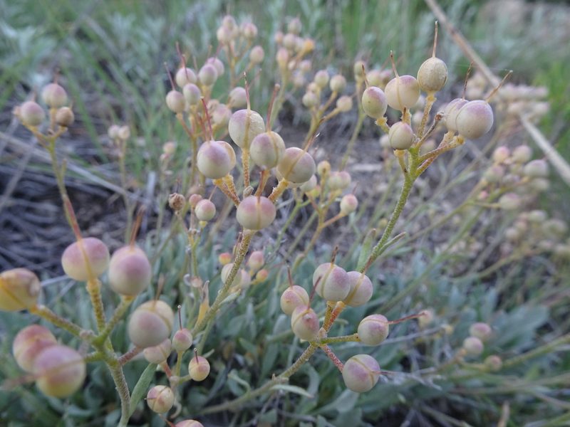 Physaria ovalifolia, photographed by Thomas Koffel