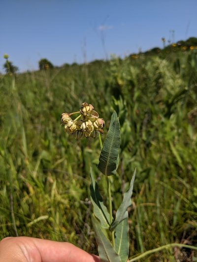 Asclepias meadii, photographed by Nathan Aaron