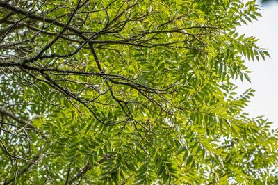 Cedrela angustifolia, photographed by Gonzalo Martinez