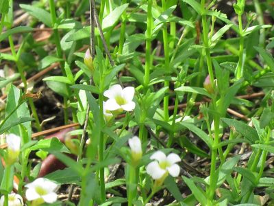 Gratiola ramosa, photographed by Jenn (McPhee) Dyson