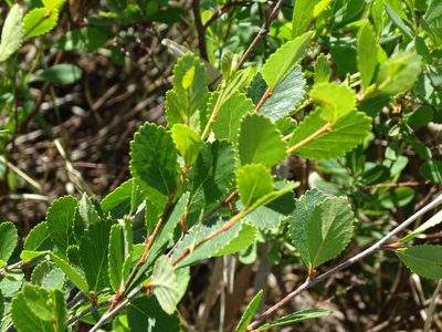 Betula pumila, photographed by Reuven Martin