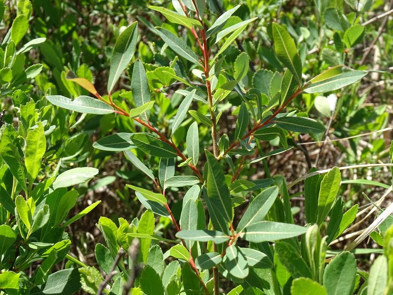 Salix pedicellaris, photographed by Reuven Martin
