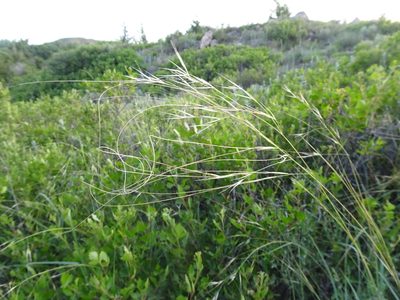 Hesperostipa comata, photographed by Thomas Koffel