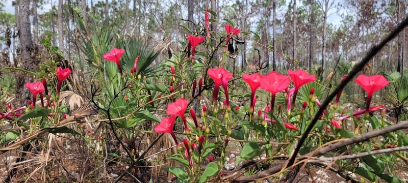 Ipomoea microdactyla, photographed by Michelle Sevcovas