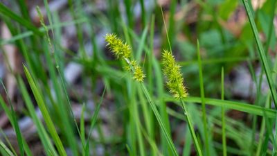 Carex stipata, photographed by Nart Barileva