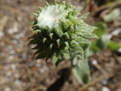 Grindelia hirsutula, photographed by joergmlpts