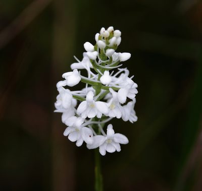 Platanthera nivea, photographed by Lauren McLaurin