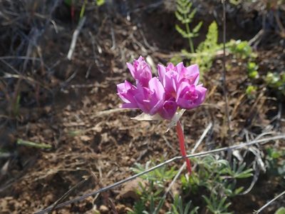 Allium dichlamydeum, photographed by joergmlpts