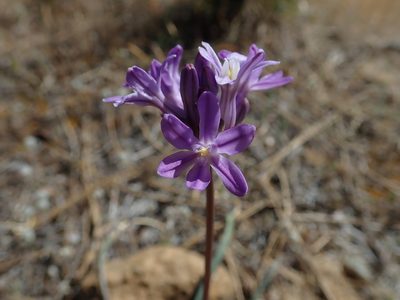 Dichelostemma multiflorum, photographed by Nolan Exe