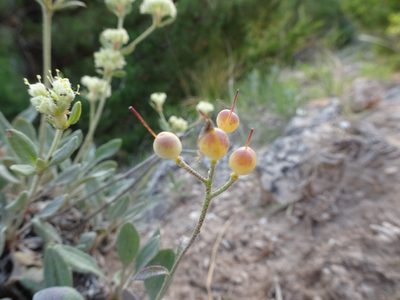 Physaria ovalifolia, photographed by Thomas Koffel