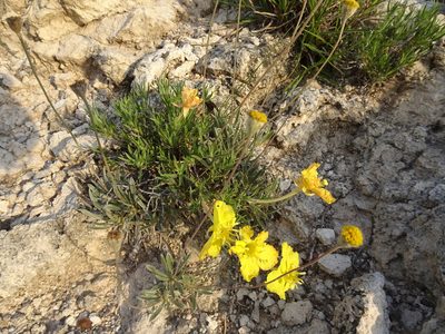 Oenothera lavandulifolia, photographed by Thomas Koffel