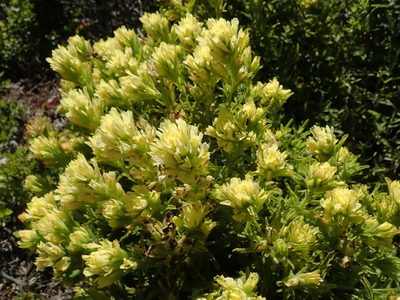 Castilleja wightii, photographed by joergmlpts