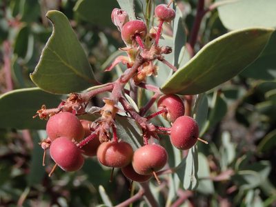 Arctostaphylos viscida, photographed by Nolan Exe
