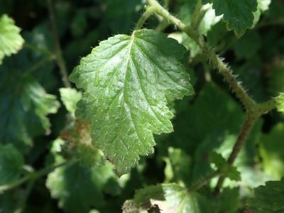 Phacelia malvifolia, photographed by joergmlpts