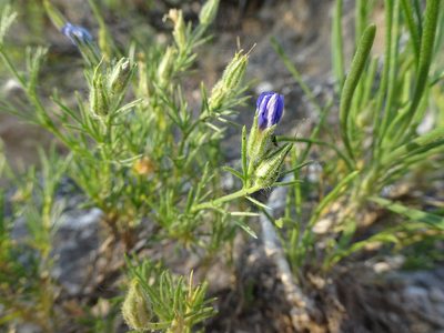 Giliastrum acerosum, photographed by Thomas Koffel