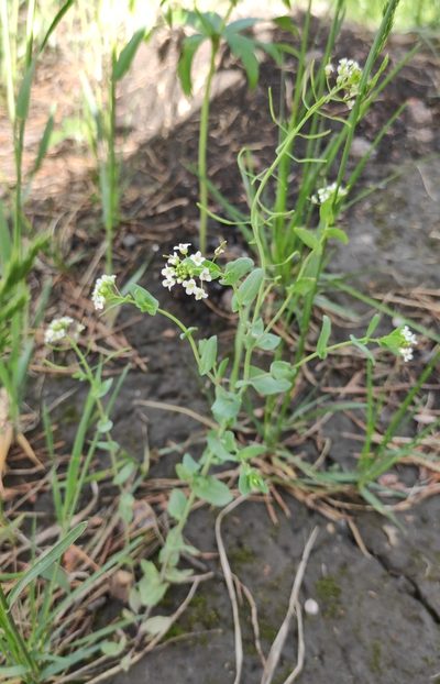 Eutrema salsugineum, photographed by Юлия