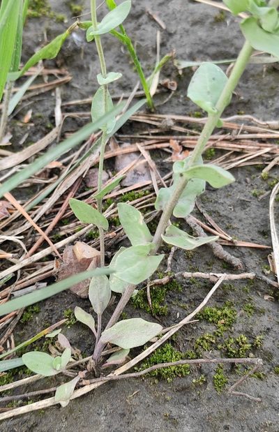 Eutrema salsugineum, photographed by Юлия