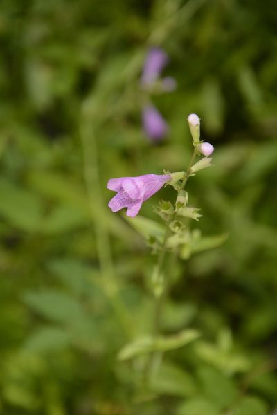 Physostegia leptophylla, photographed by Siddarth Machado