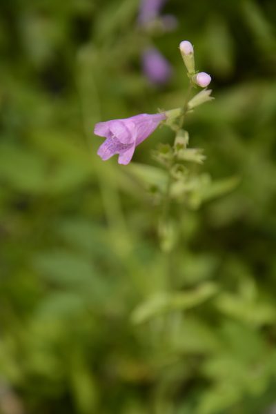 Physostegia leptophylla, photographed by Siddarth Machado