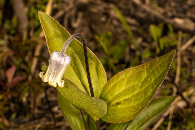 Clematis ochroleuca, photographed by Ben Smith