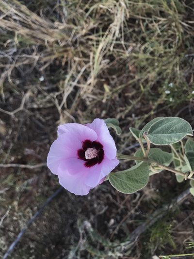 Gossypium australe, photographed by Miguel de Salas