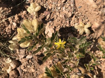 Tribulus hirsutus, photographed by Miguel de Salas