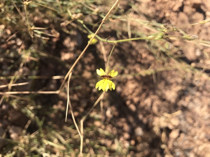 Goodenia microptera, photographed by Miguel de Salas