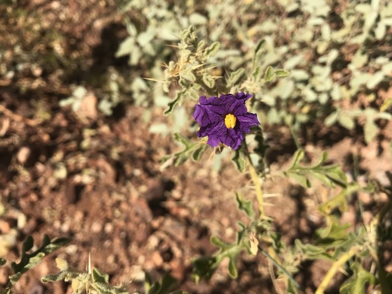 Solanum diversiflorum, photographed by Miguel de Salas