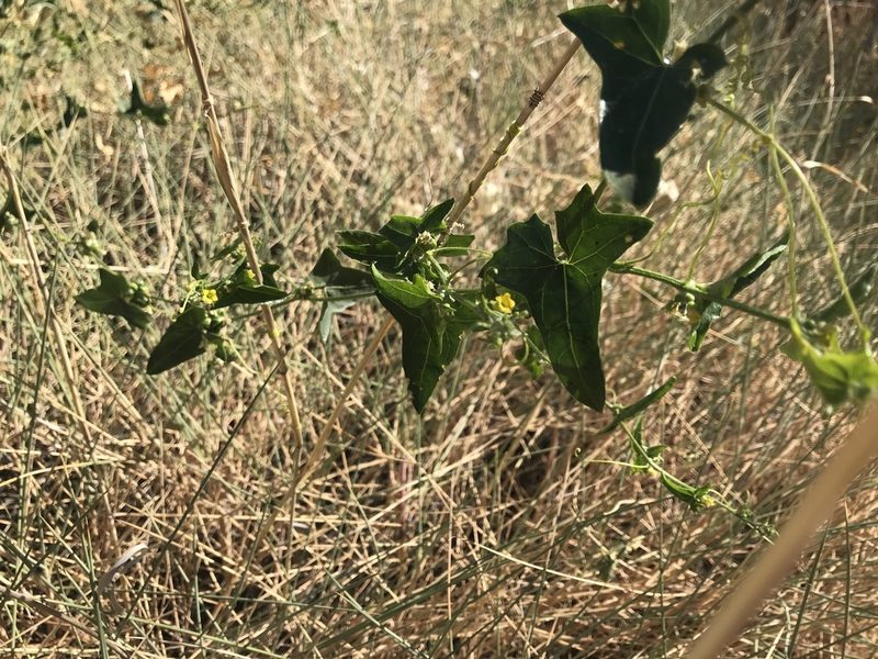 Cucumis variabilis, photographed by Miguel de Salas