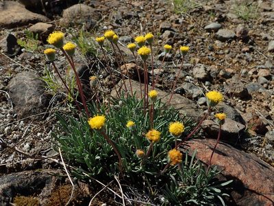 Erigeron bloomeri, photographed by Nolan Exe