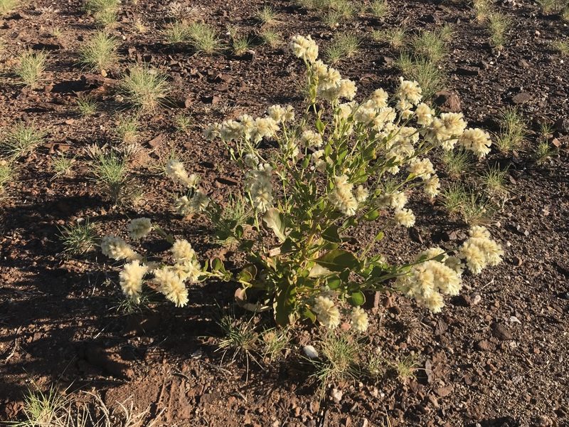 Ptilotus auriculifolius, photographed by Miguel de Salas