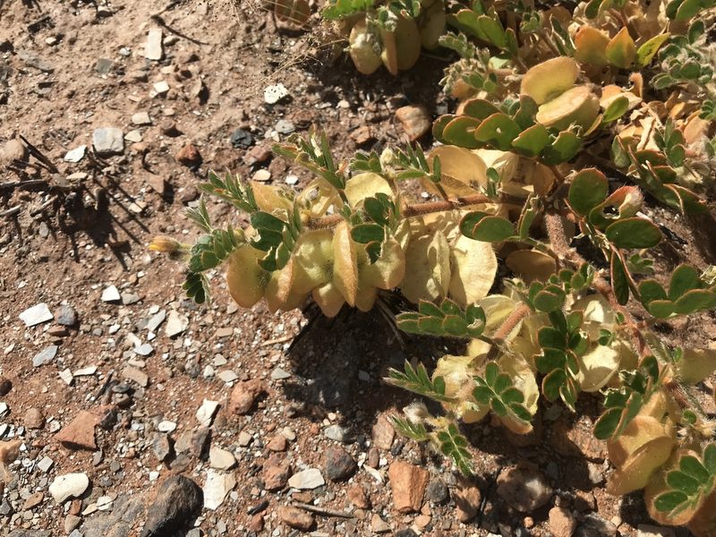 Tribulus hirsutus, photographed by Miguel de Salas