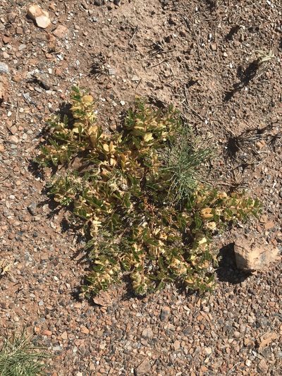 Tribulus hirsutus, photographed by Miguel de Salas