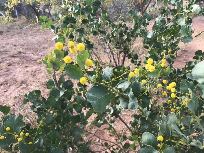 Acacia pyrifolia, photographed by Miguel de Salas