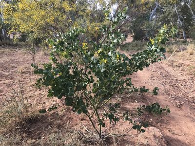 Acacia pyrifolia, photographed by Miguel de Salas